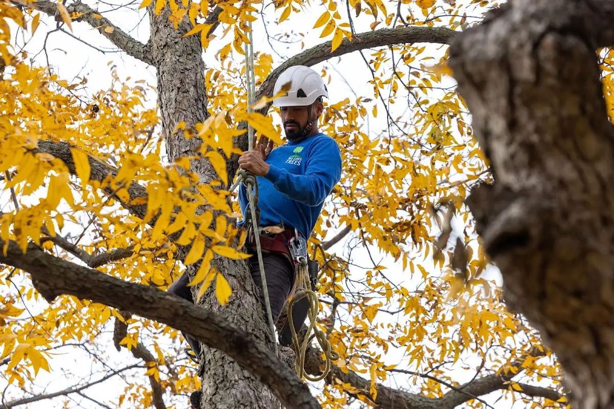 Skilled Tree Planing crew working in South Salem