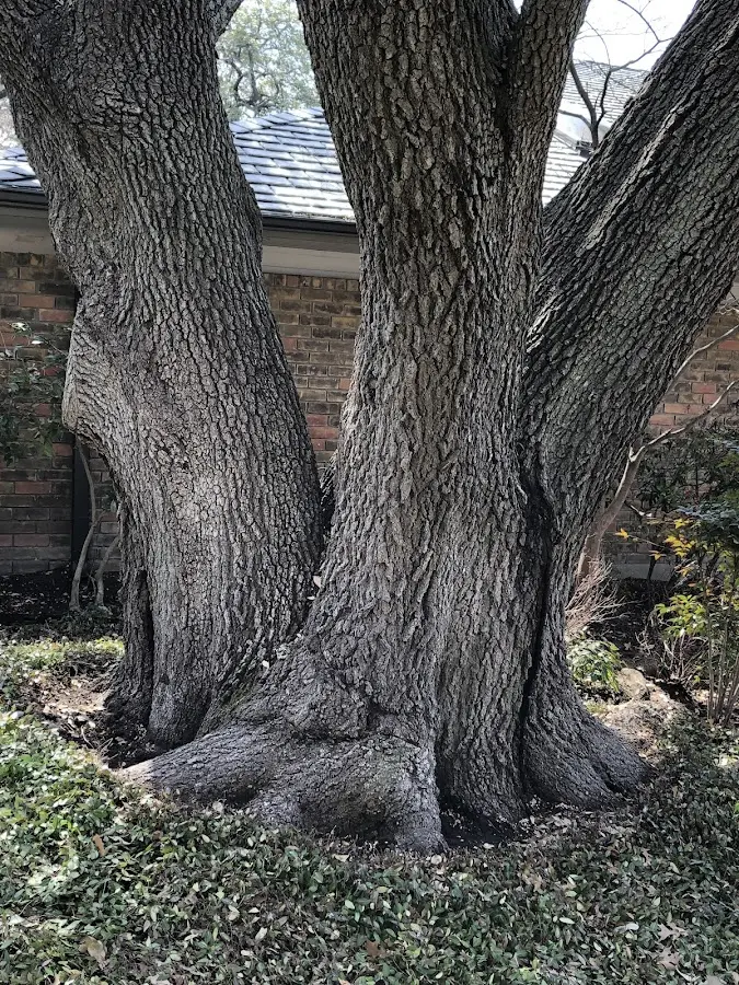 Mature heritage tree close to a South Salem property cared for by certified arborists